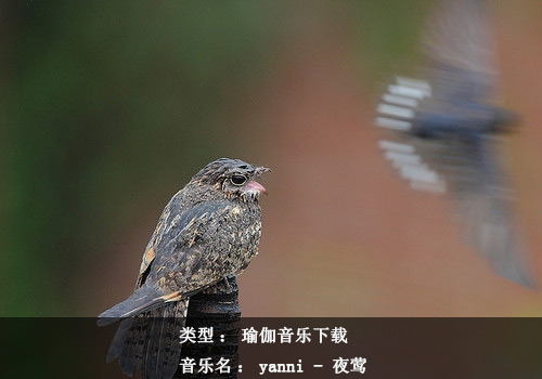 瑜伽音乐下载：Yanni - 夜莺