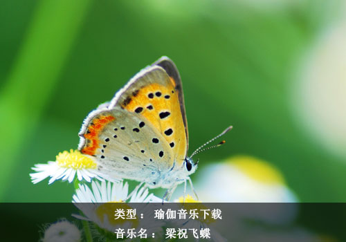 瑜伽音乐下载-梁祝飞蝶