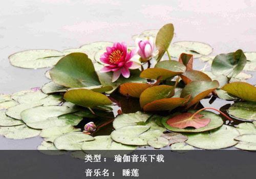 瑜伽音乐下载：睡莲