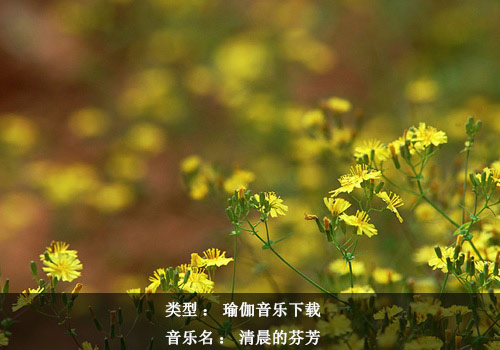 瑜伽音乐下载：清晨的芬芳