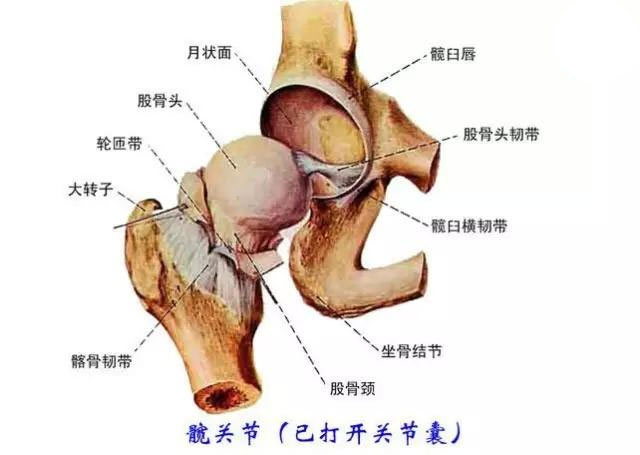 运动解剖学在瑜伽练习中的作用