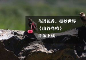 《瑜伽音乐下载》山谷鸟鸣