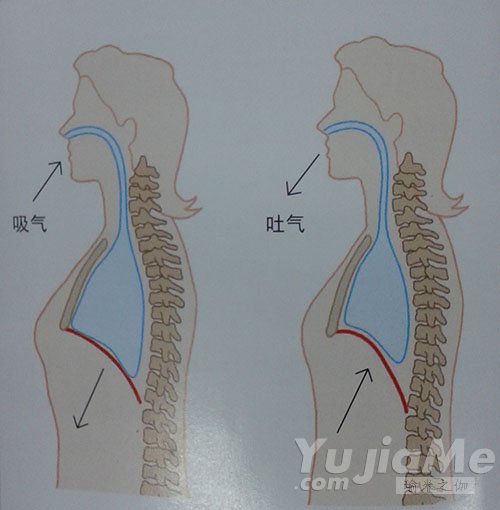 呼吸时肺腔横膈膜之差异示意图