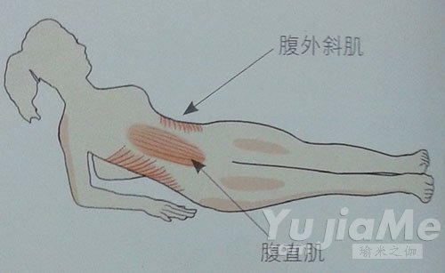 腹直肌