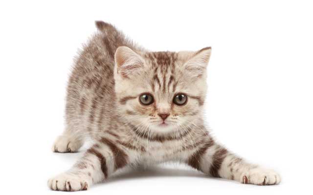 瑜伽百变猫式，检测你是否健康！