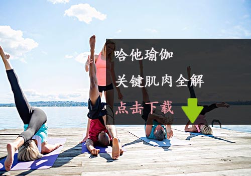 《哈他瑜伽关键肌肉全解》瑜伽